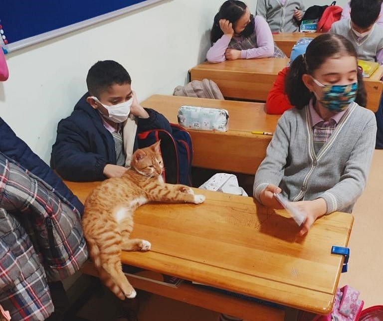 A (formerly) stray cat that has become the school&#039;s mascot sits on a desk in a classroom, Trabzon, northern Turkey, April 5, 2022. (IHA Photo)