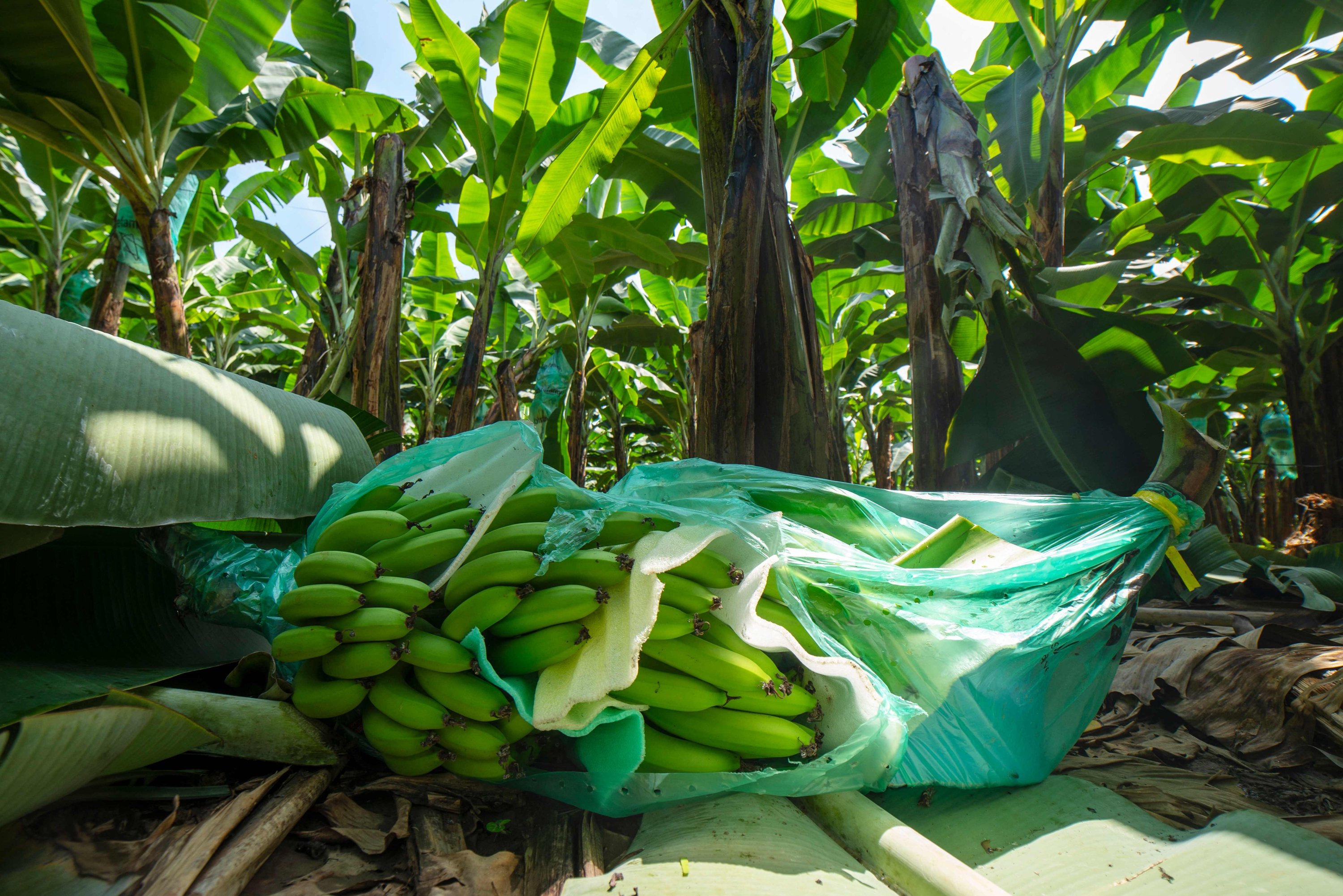 Ecuador Banana Plantations At Darrel Ferreira Blog