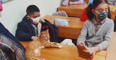 A (formerly) stray cat that has become the school&#039;s mascot sits on a desk in a classroom, Trabzon, northern Turkey, April 5, 2022. (IHA Photo)