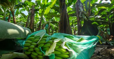 A view of bananas at the Thalia banana farm, in El Triunfo, Ecuador, March 31, 2022. (AFP Photo)