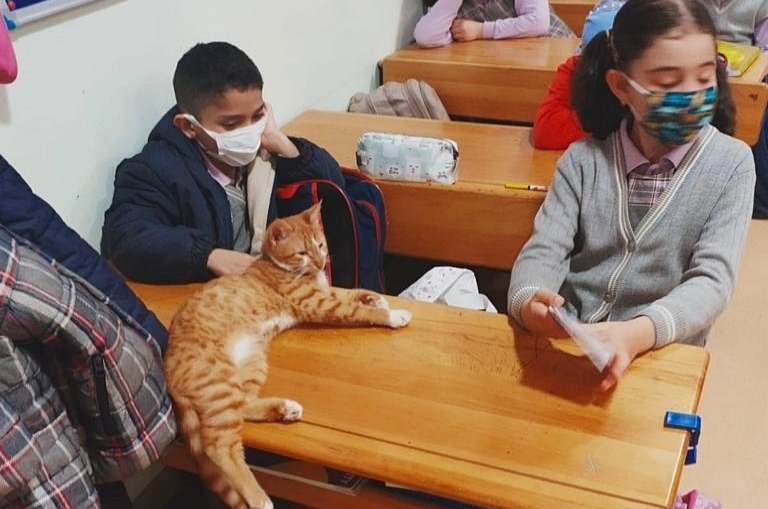 Kucing diselamatkan dari kematian yang membekukan sekarang menjadi maskot sekolah tercinta di Trabzon