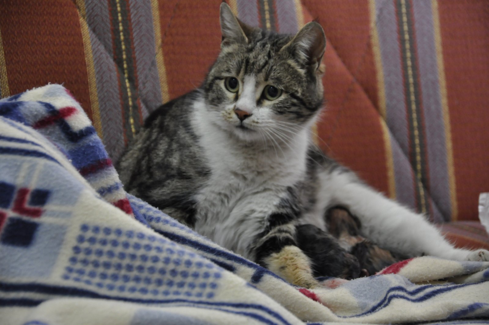 The cat and her four kittens at the family health center, Karaman, Turkey, April 5, 2022. (IHA Photo)
