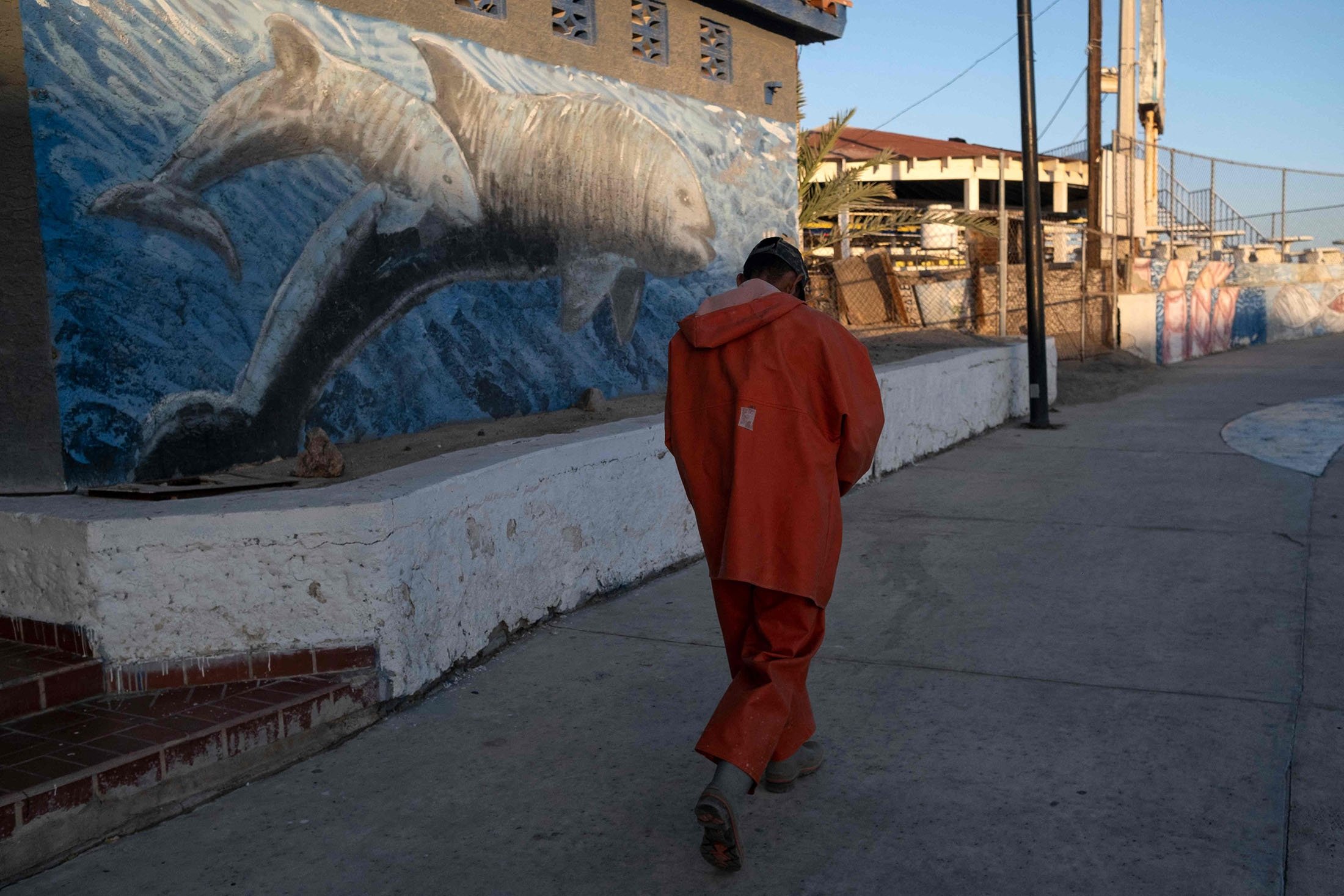 Un pêcheur marche à côté d'une peinture murale représentant un marsouin vaquita au centre-ville de San Felipe, dans le golfe de Californie, État de Basse-Californie, nord-ouest du Mexique, le 31 mars 2022. (Photo AFP)