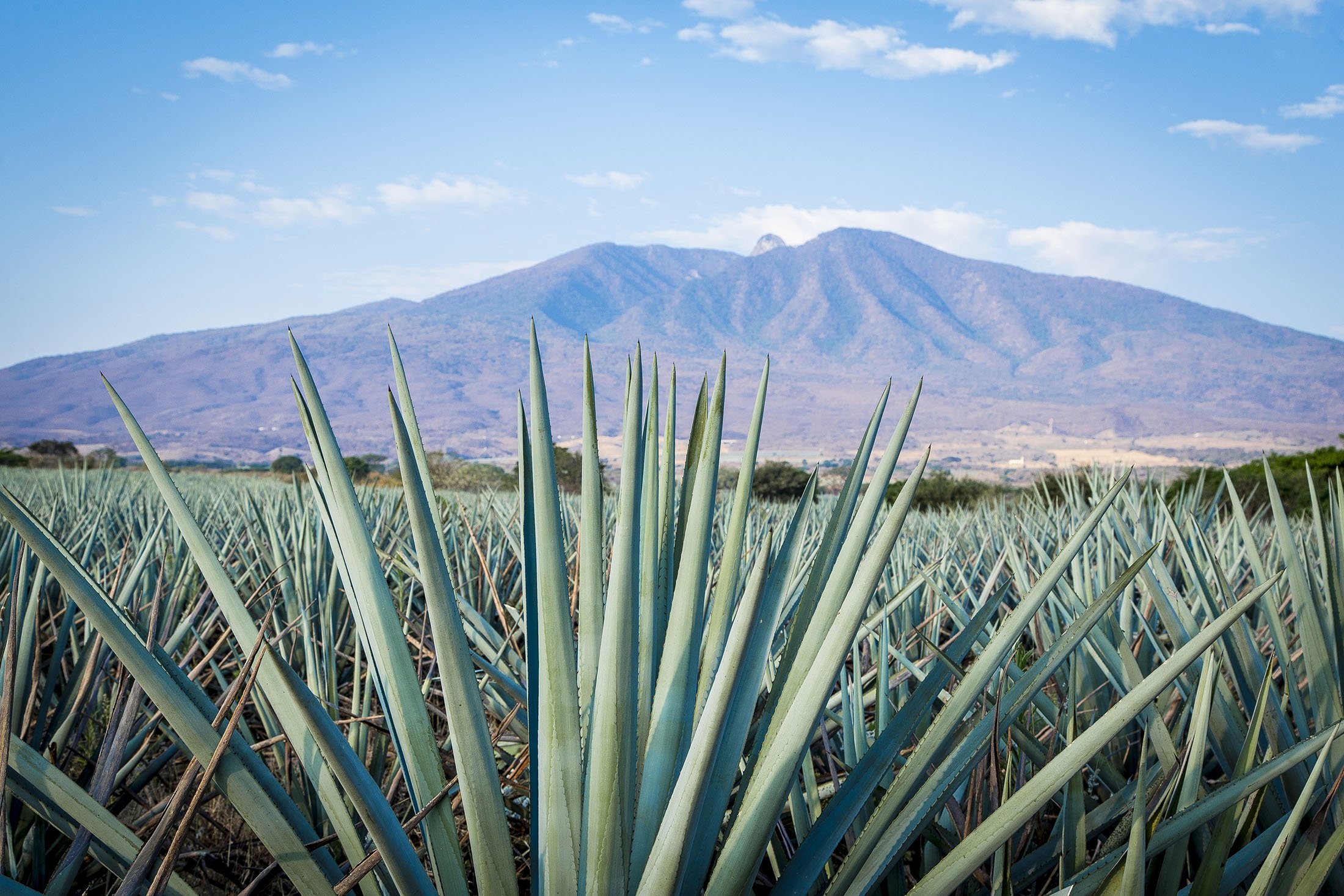 Agave tequila landscape can be seen, in Guadalajara, Jalisco, Mexico.