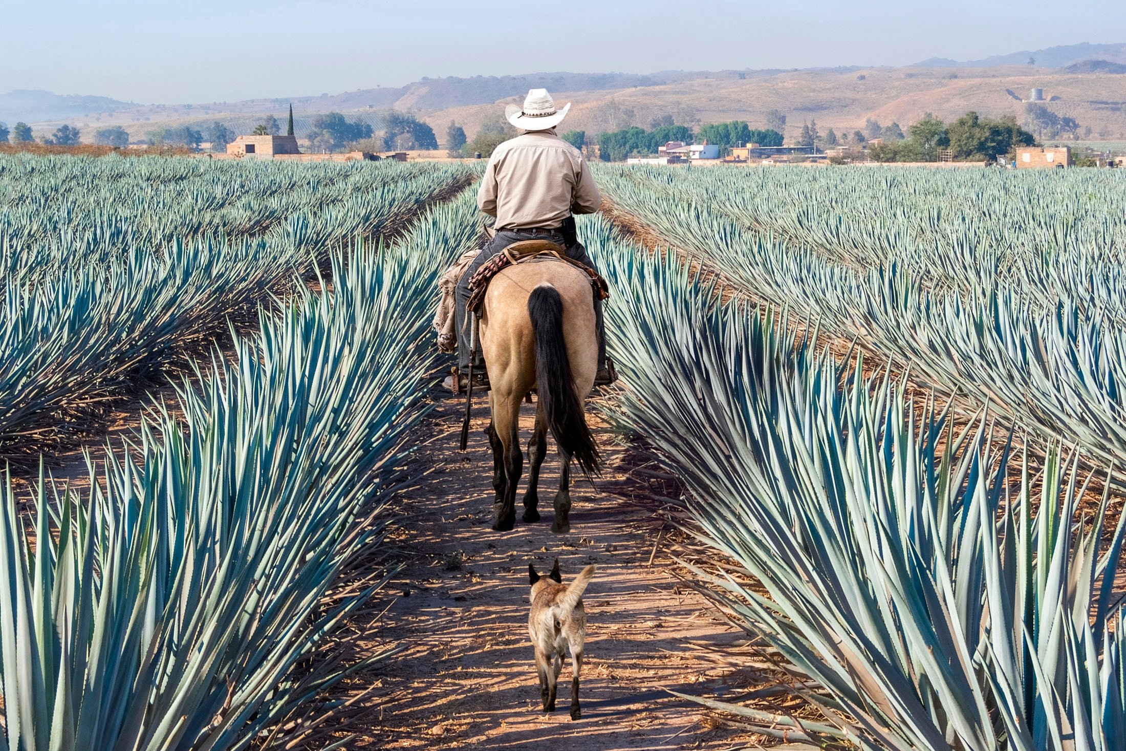 A farmer on his horse walks through agave tequila landscape, in Jalisco, Mexico. (Shutterstock Photo)