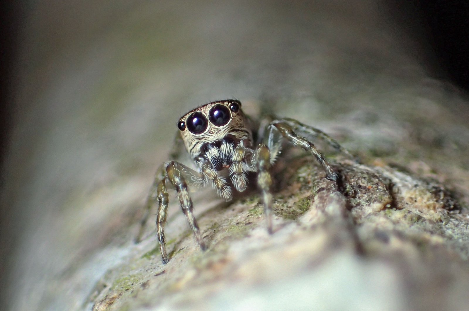 Mencari yang radioaktif: spesies laba-laba ke-50.000 terdaftar