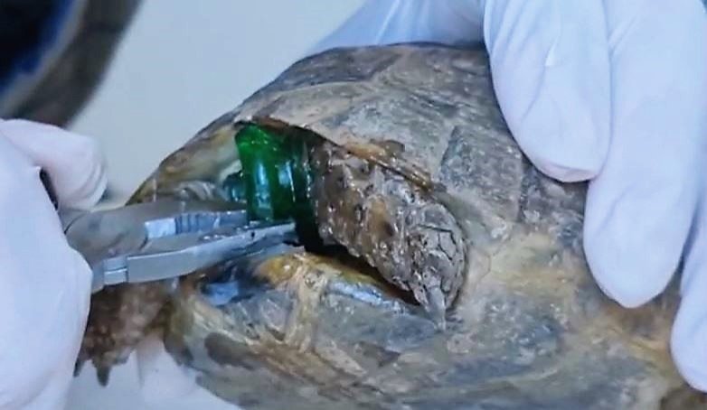 Injured Sea Turtle Gets Cleaned With A Tooth Brush by Stocksy Contributor  Akela - From Alp To Alp - Stocksy