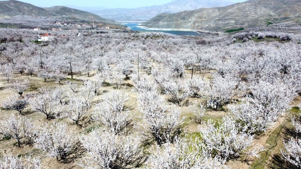 A field of apricot trees in Malatya, Turkey. (AA Photo)
