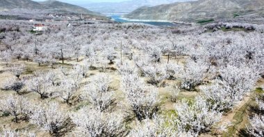 A field of apricot trees in Malatya, Turkey. (AA Photo)
