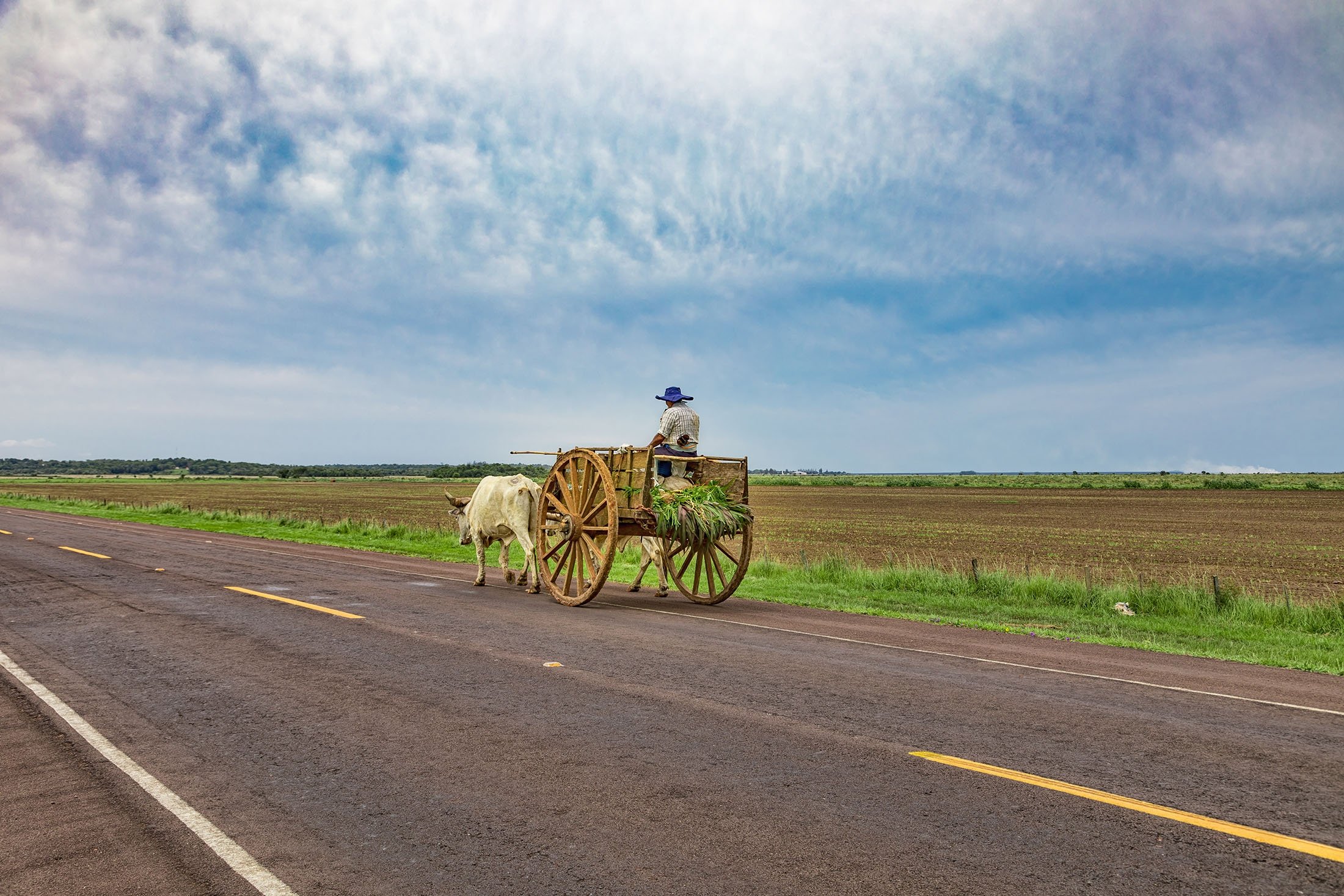 Seorang Paraguay lokal mengangkut tebu dengan gerobak sapi.  (Foto Shutterstock)