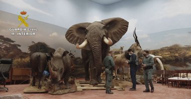 Spanish civil guards inspect stuffed animals seized in Betera, Spain, April 10, 2022. (AFP Photo)