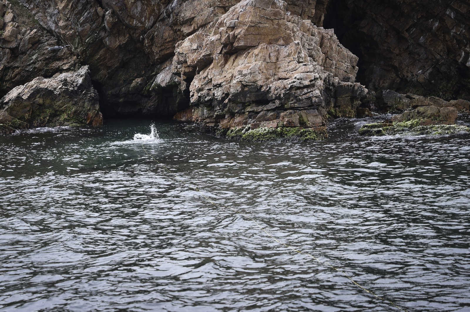 Habitat langka anjing laut biksu Med ditemukan di pulau Istanbul
