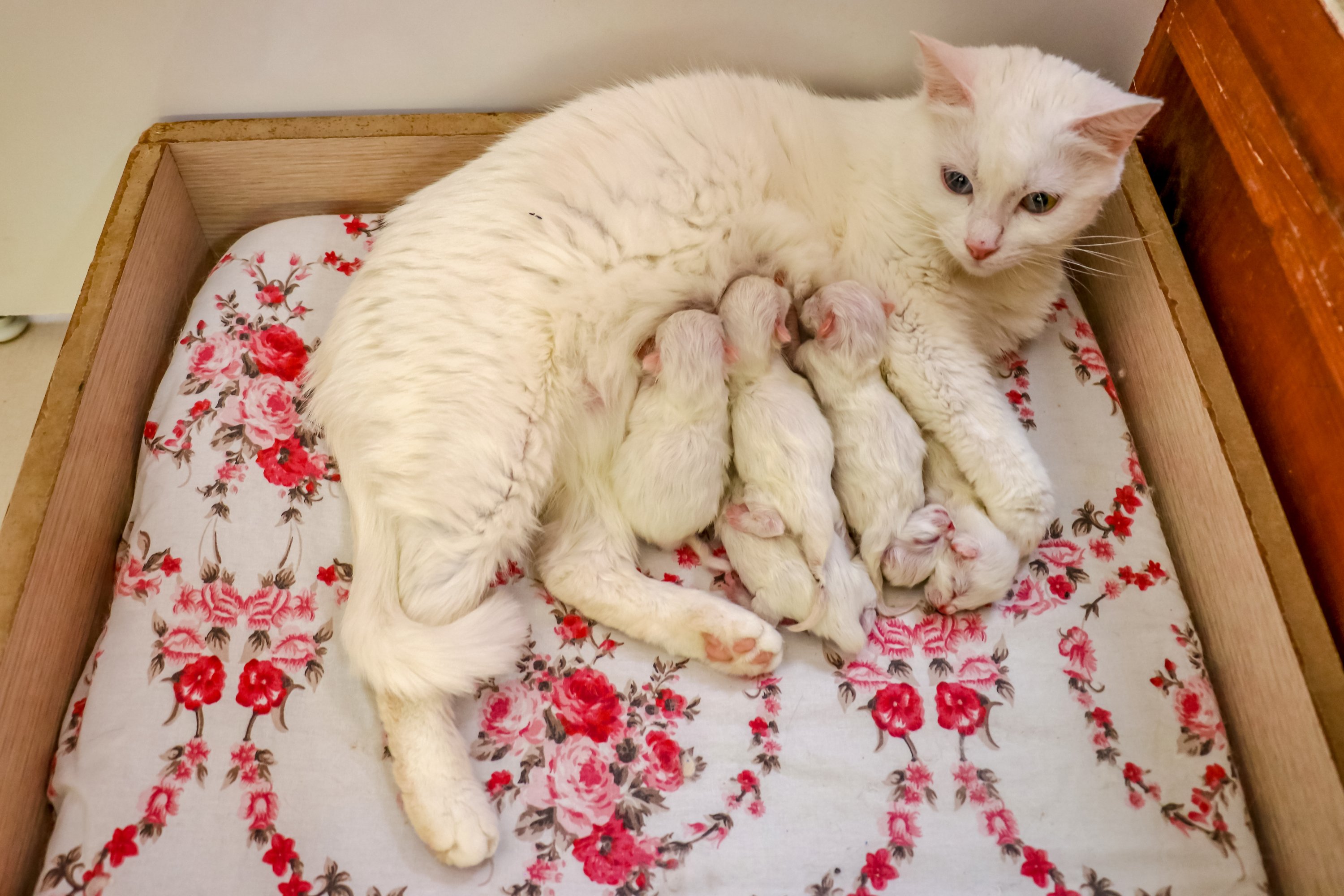 The Van cats, which are kept under protection in the cat villa within Van Yüzüncü Yıl University (YYÜ), Van Cat Research and Application Center gave birth to new kittens, Van, Turkey, April 5, 2022. (AA Photo)