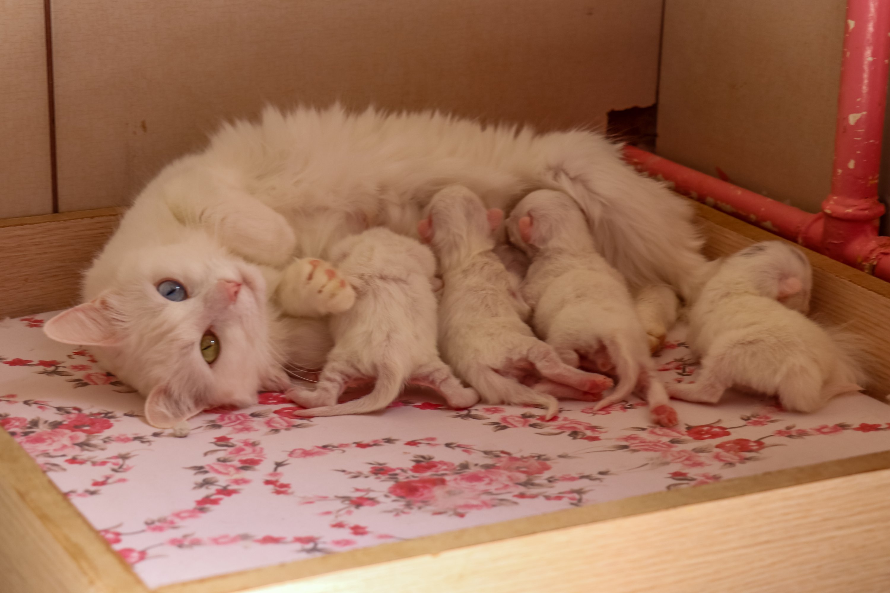 Kucing Van, yang dipelihara di bawah perlindungan di vila kucing di dalam Universitas Van Yüzüncü Yıl (YYÜ), Pusat Penelitian dan Aplikasi Van Cat melahirkan anak kucing baru, Van, Turki, 5 April 2022. (Foto AA)