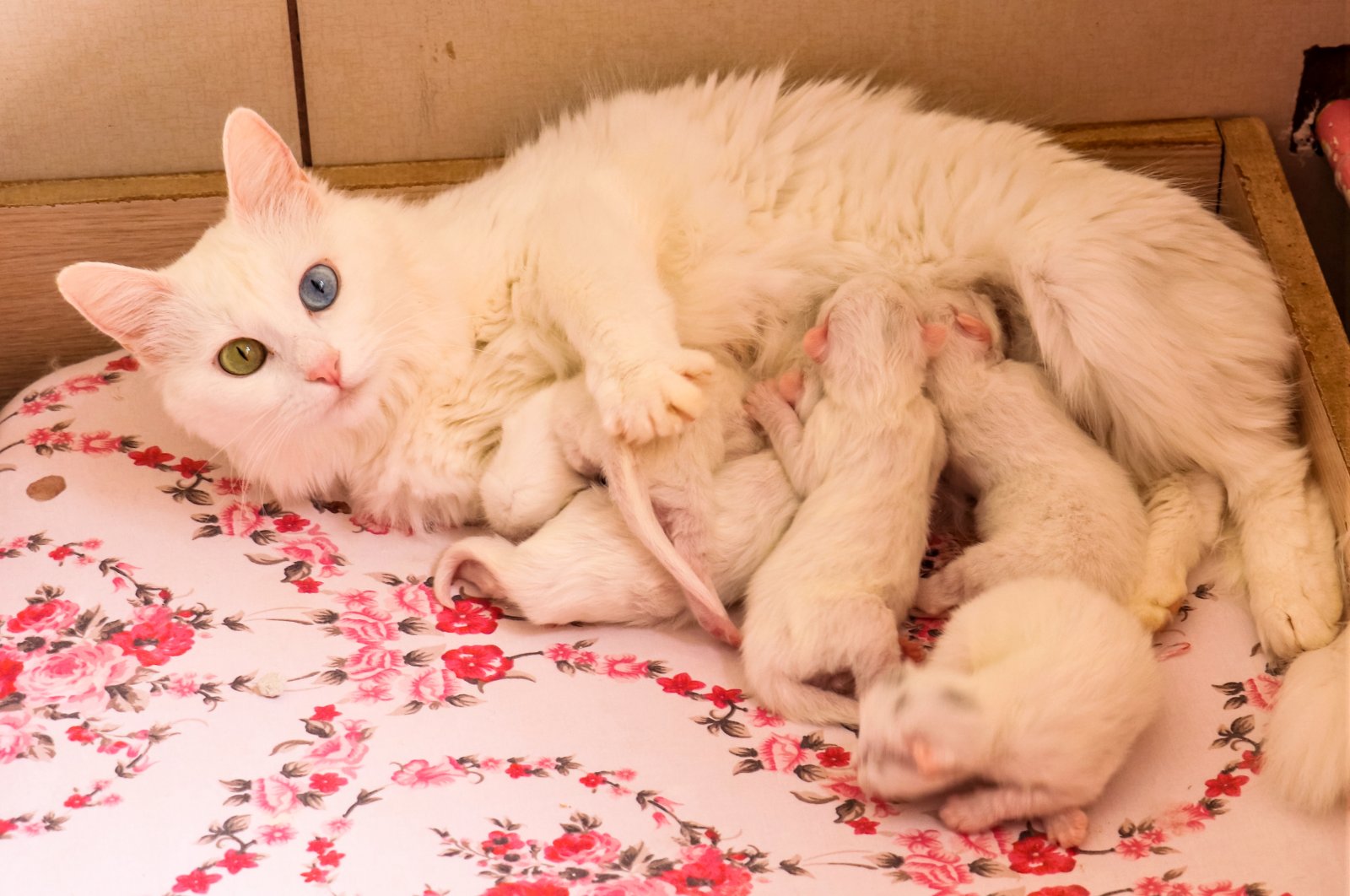 Kucing Van Turki yang anggun melahirkan anak kucing pertama tahun 2022