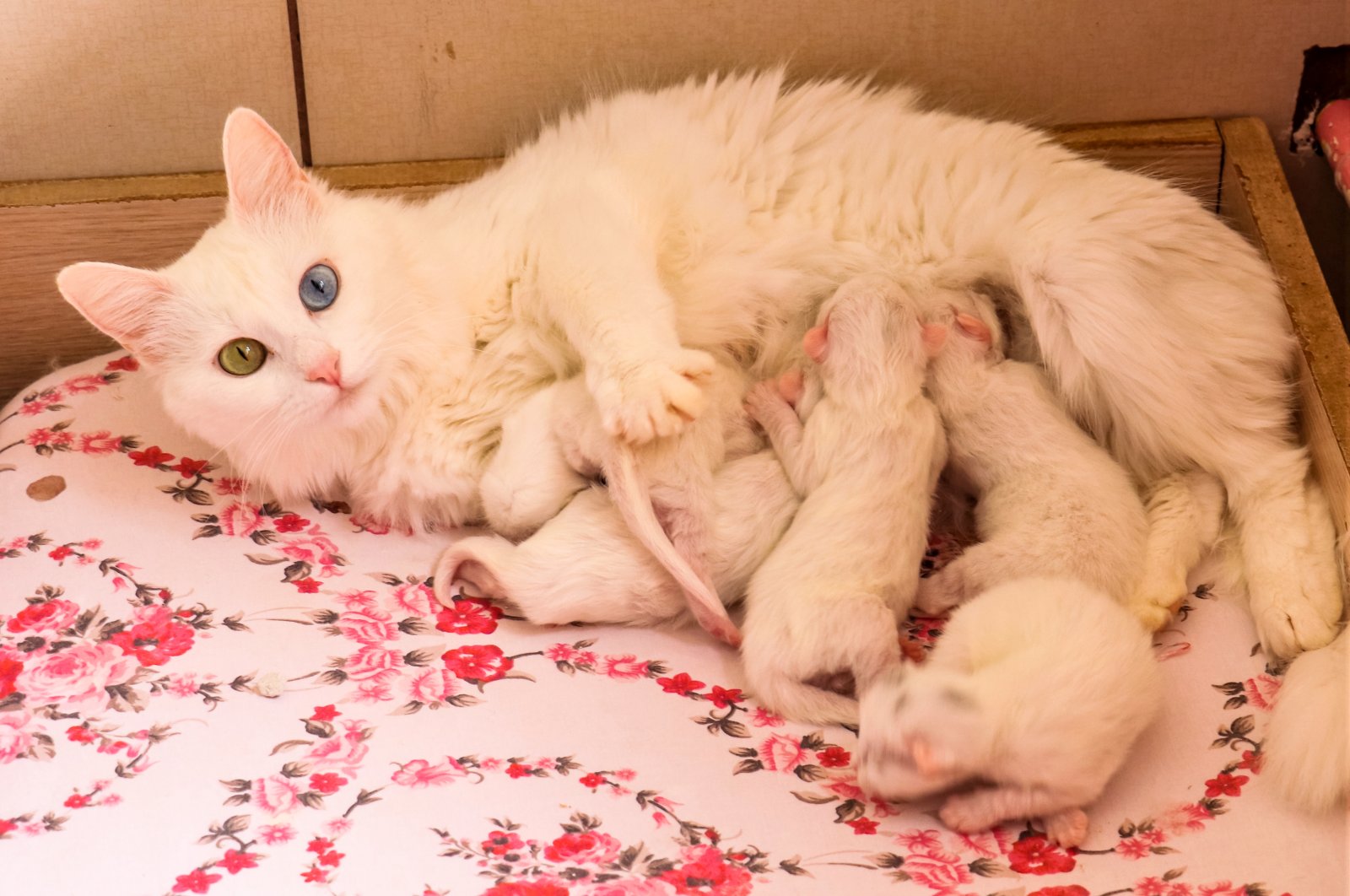 The Van cats, which are kept under protection in the cat villa within Van Yüzüncü Yıl University (YYÜ), Van Cat Research and Application Center gave birth to new kittens, Van, Turkey, April 5, 2022. (AA Photo)