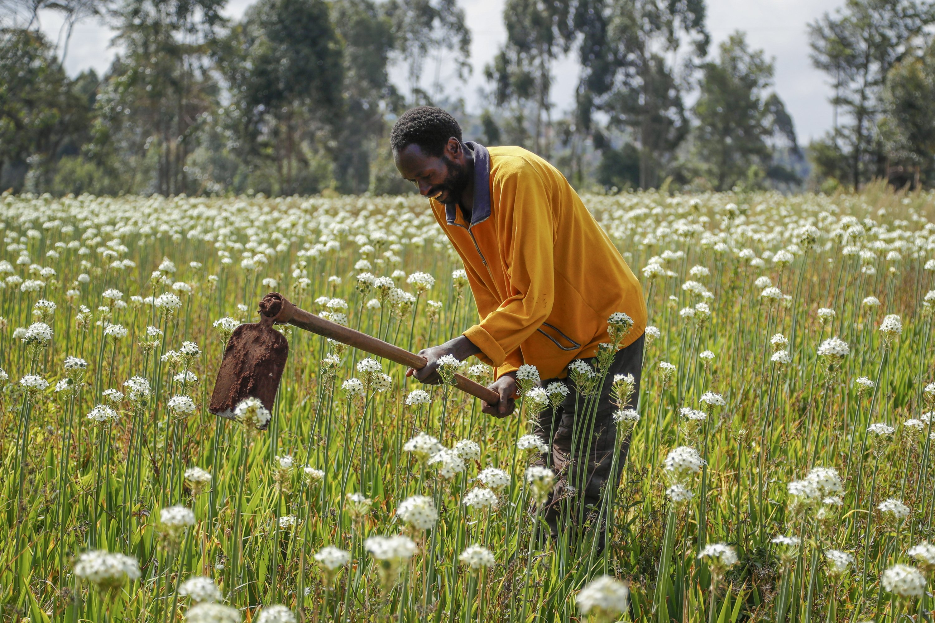Farmer Charles Gachie removes weeds with a hoe at a flower plantation in Kiambu, near Nairobi, Kenya, March 31, 2022. (AP Photo)