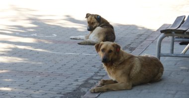 A view of stray dogs inside a university campus, in Kocaeli, northwestern Turkey, April 10, 2022. (İHA PHOTO)