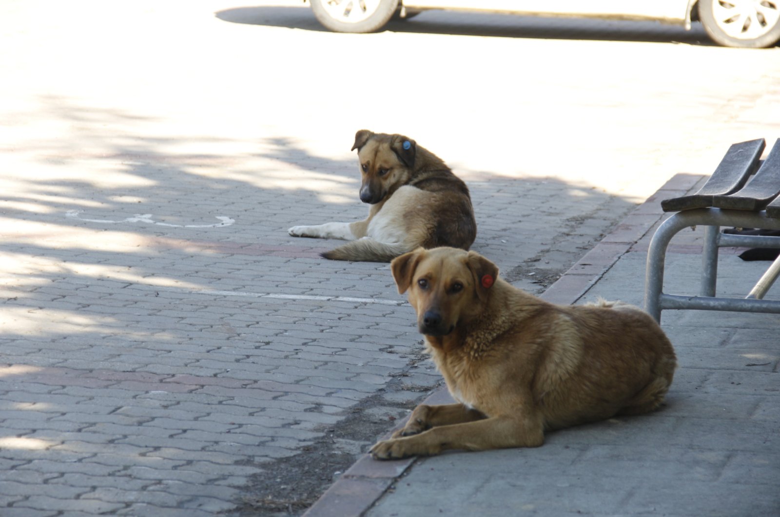 A view of stray dogs inside a university campus, in Kocaeli, northwestern Turkey, April 10, 2022. (İHA PHOTO)
