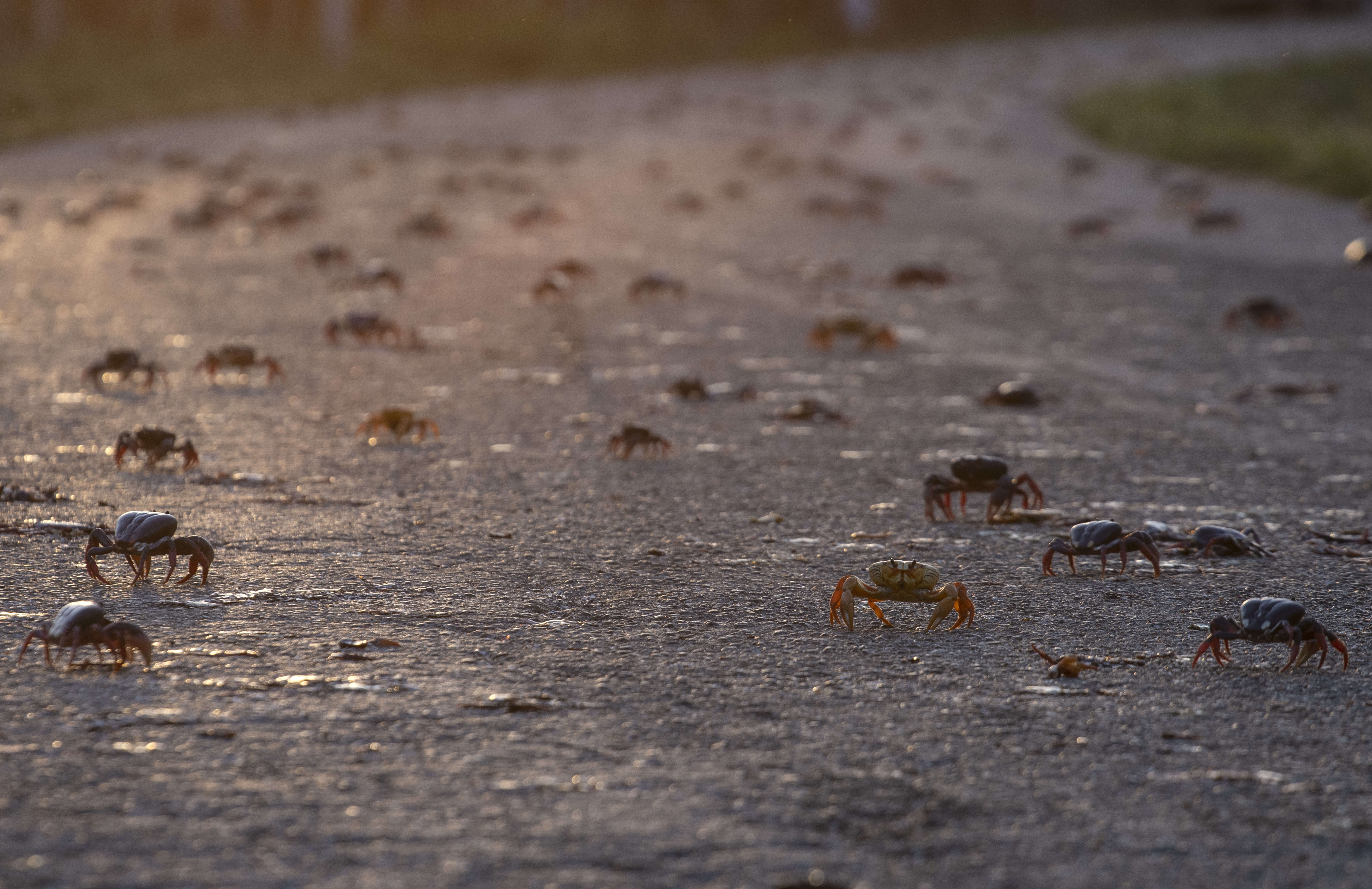 After spawning in the sea in Giron, Cuba, thousands of crabs cross a road, April 9, 2022.  (AP Photo)