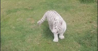 The white tiger cub seized in Istanbul, Turkey, April 13, 2022. (DHA PHOTO)