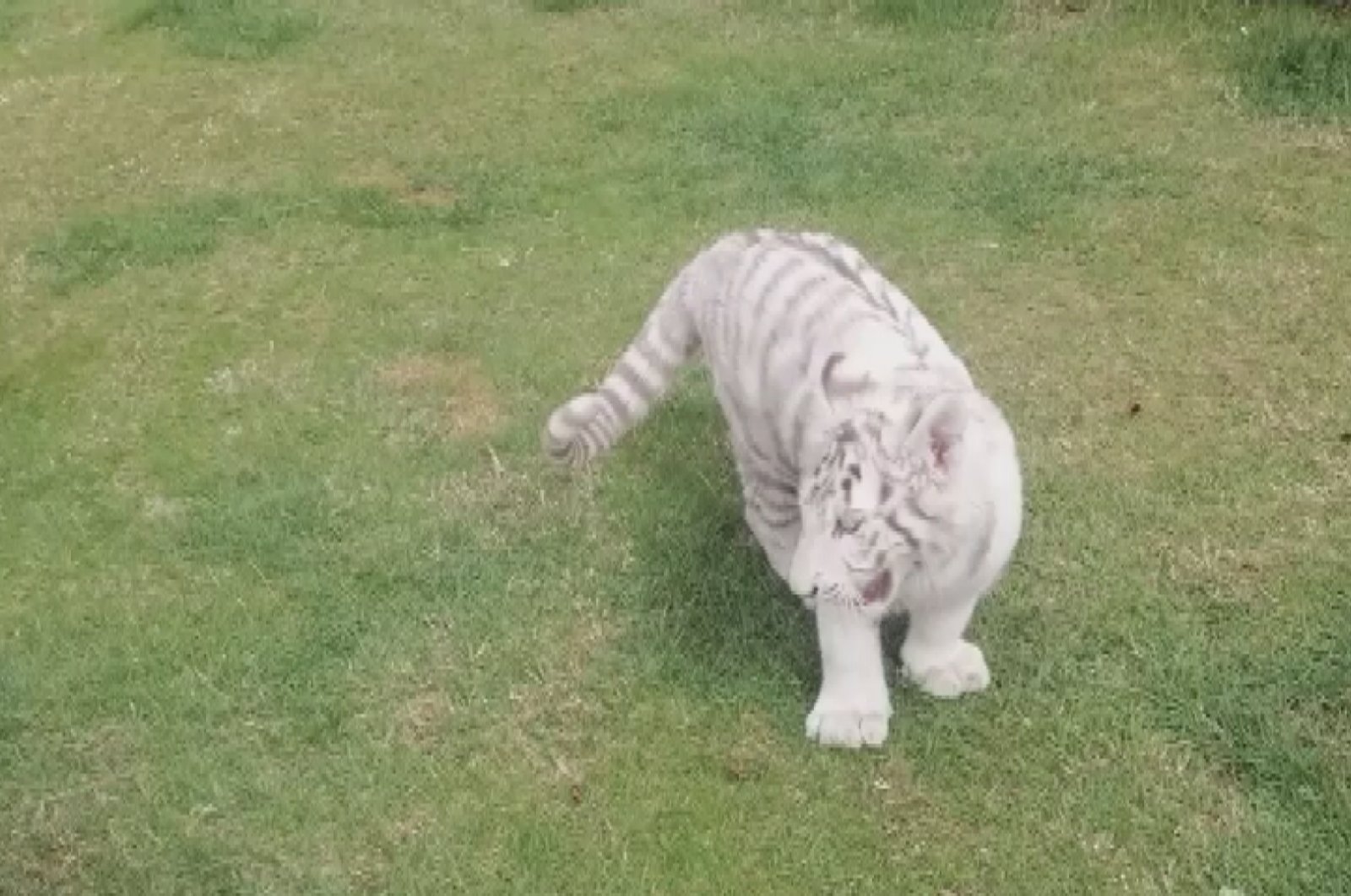 The white tiger cub seized in Istanbul, Turkey, April 13, 2022. (DHA PHOTO)