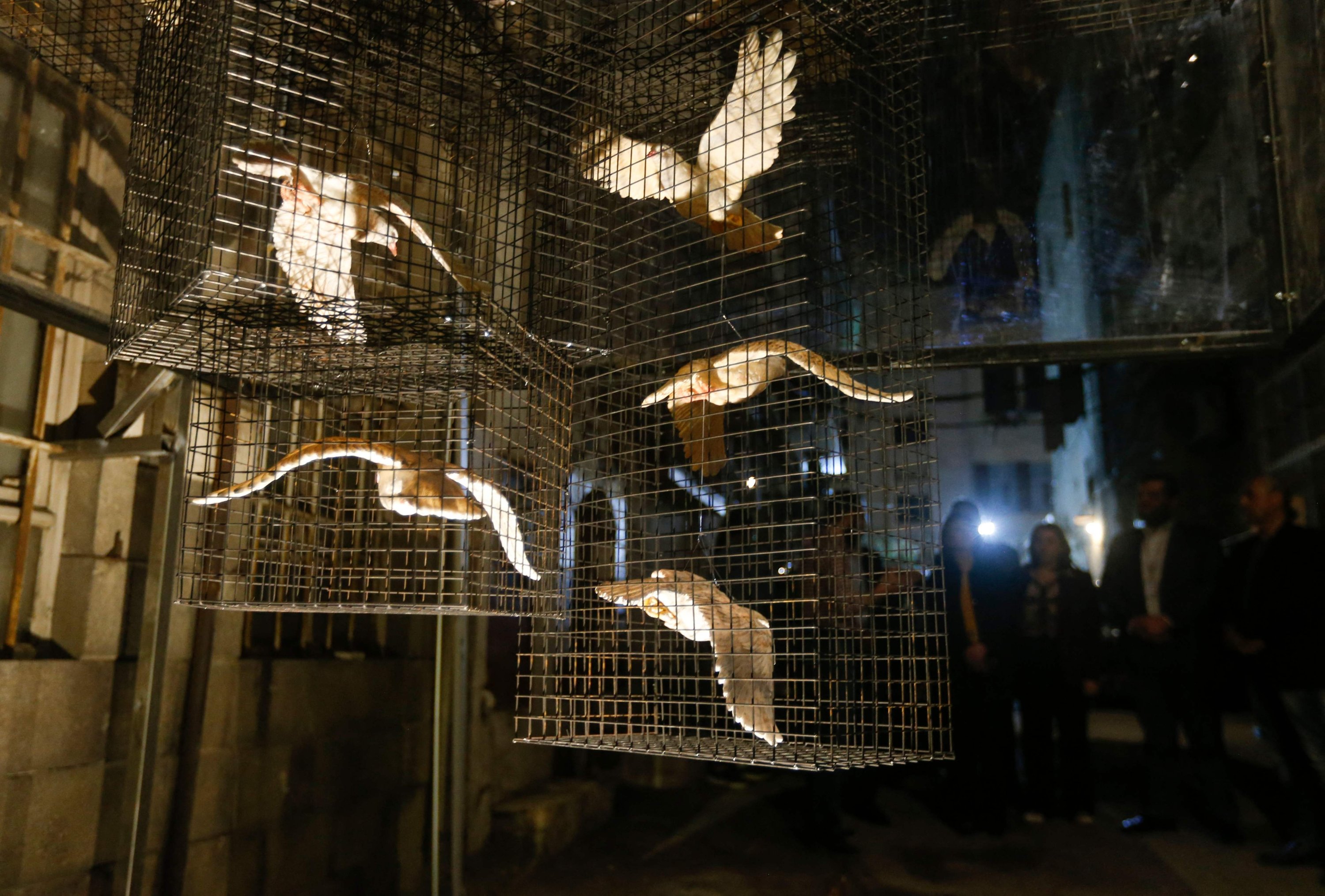 Sebuah instalasi seni menggunakan merpati keramik sangkar digambarkan di sebuah gang di Damaskus tua, sebagai bagian dari pameran berjudul 