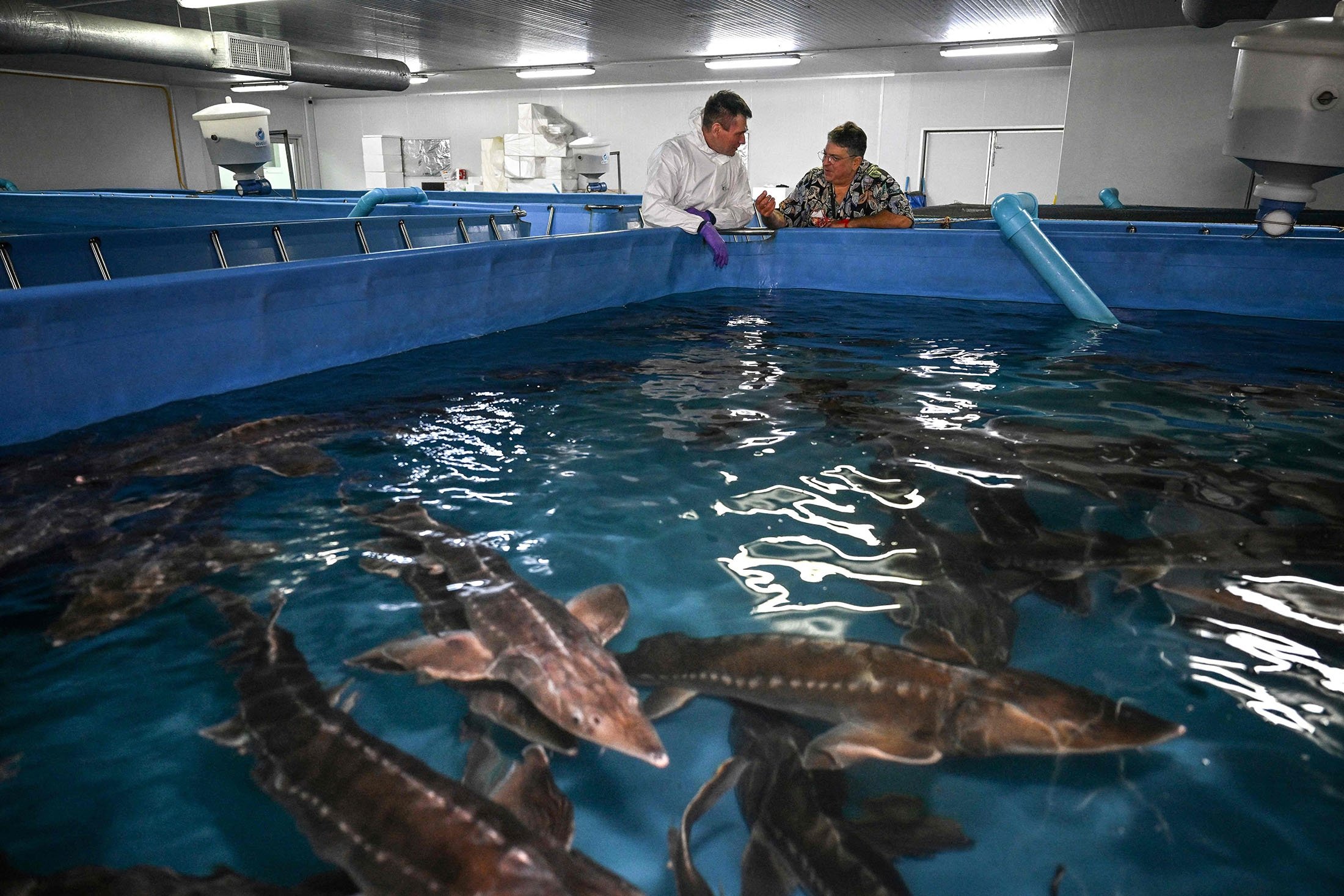 Alexey Tyutin (kiri), salah satu pemilik Thai Sturgeon Farm, dan sesama investor dan pemilik restoran Bill Marinelli melihat ikan sturgeon di dalam tangki di fasilitas di provinsi pesisir Hua Hin, Thailand, 3 April 2022. (AFP Photo )