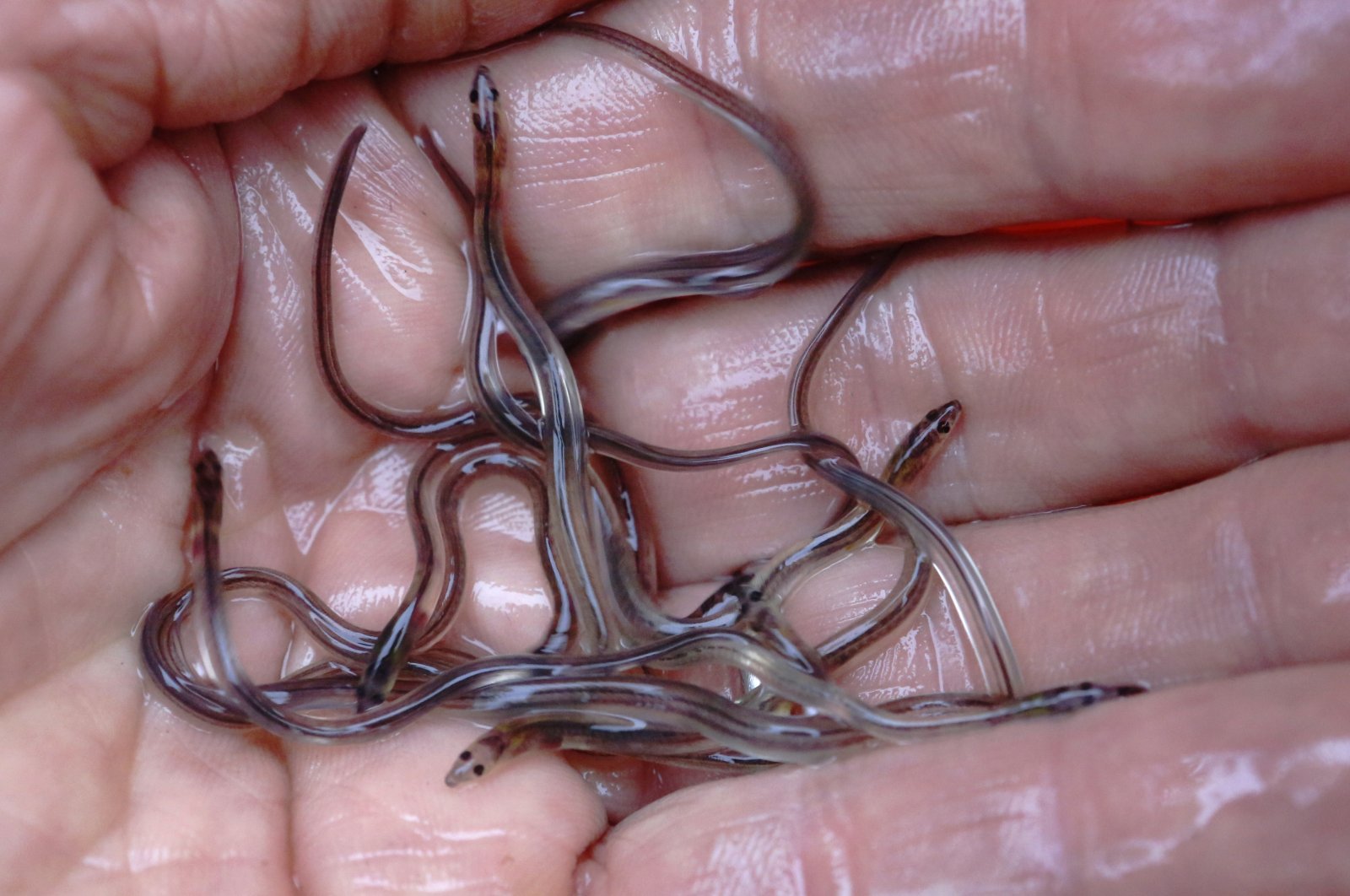 A fisherman holds baby eels, also known as elvers, in Brewer, Maine, U.S., May 25, 2017. (AP Photo)