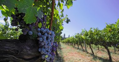 Black grapes are seen in a field in Urla, Izmir, Turkey, in this undated photo. (Shutterstock Photo)