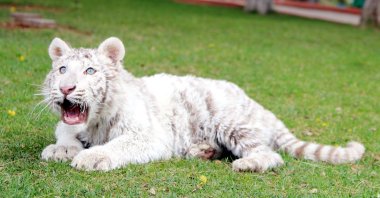 The tiger cub is seen in this photo taken in Gaziantep Zoo, Turkey, April 17, 2022. (DHA Photo)