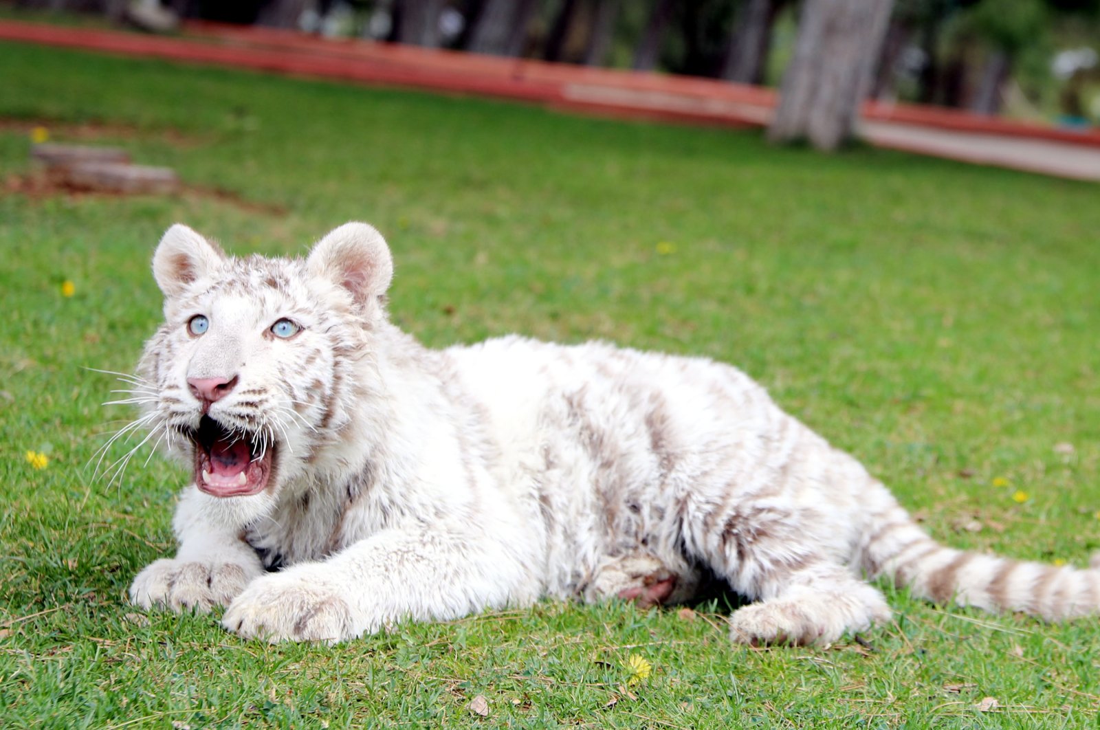 Anak harimau Bengal putih langka ditempatkan di kebun binatang Turki
