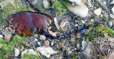 A view of a compass jellyfish on a beach in Çanakkale, western Turkey, April 18, 2022. (DHA PHOTO)