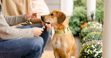 A couple takes a sample from their dog in order to test the dog's DNA, April 15, 2022. (Embark Veterinary via AFP)