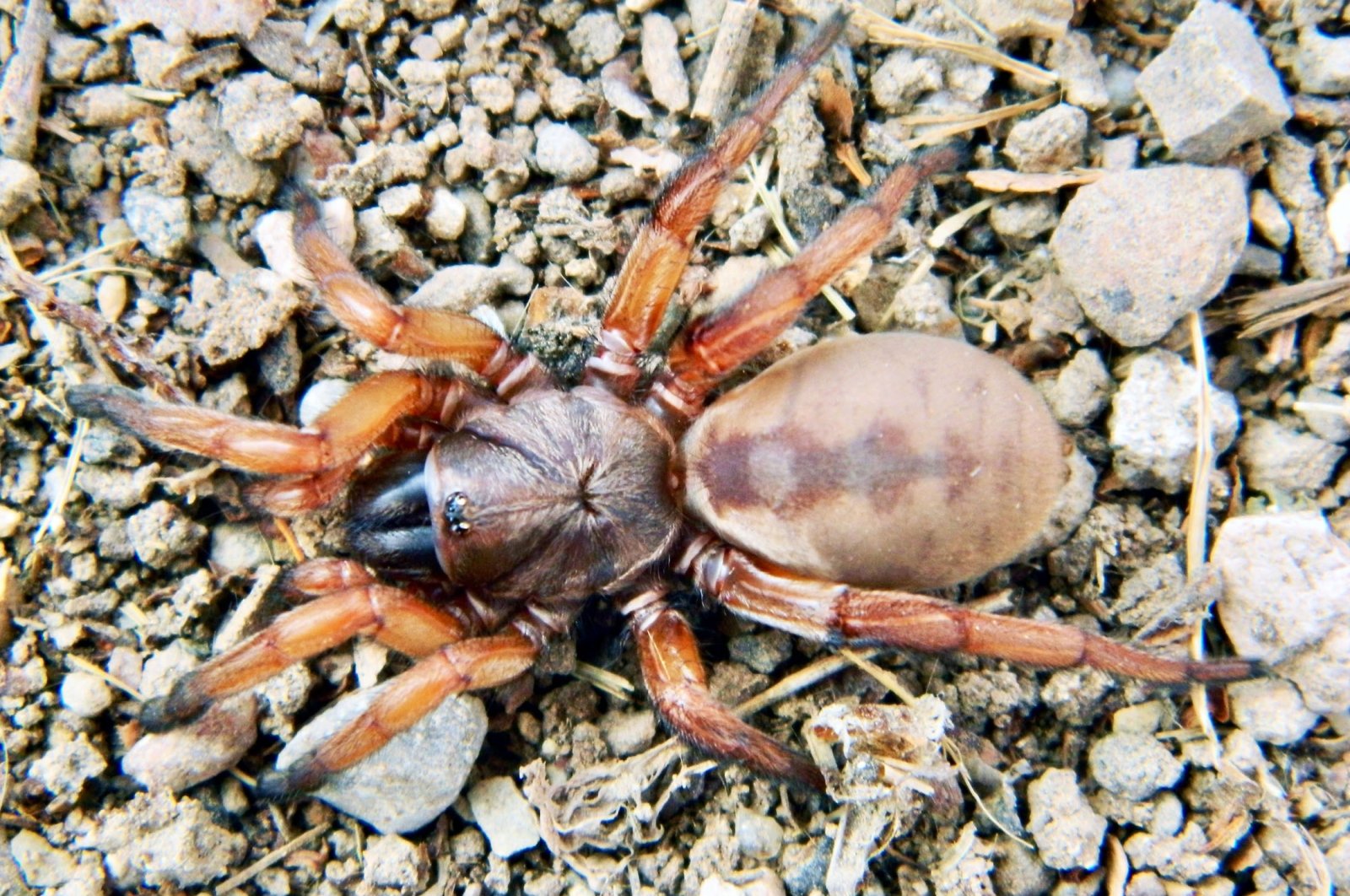 Para peneliti di Eskişehir Turki menemukan spesies laba-laba baru
