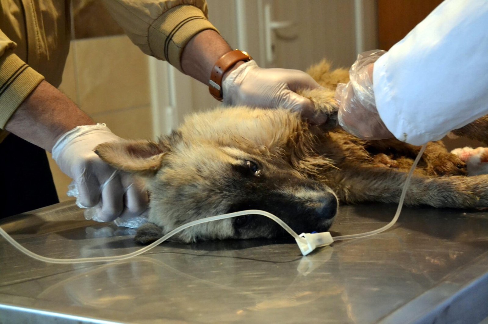 A poisoned dog is being treated in Manisa, western Turkey, April 19, 2022. (DHA Photo)