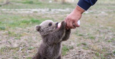 Hakvan being fed milk at the rehabilitation center, in Van, eastern Turkey, April 20, 2022. (AA PHOTO)