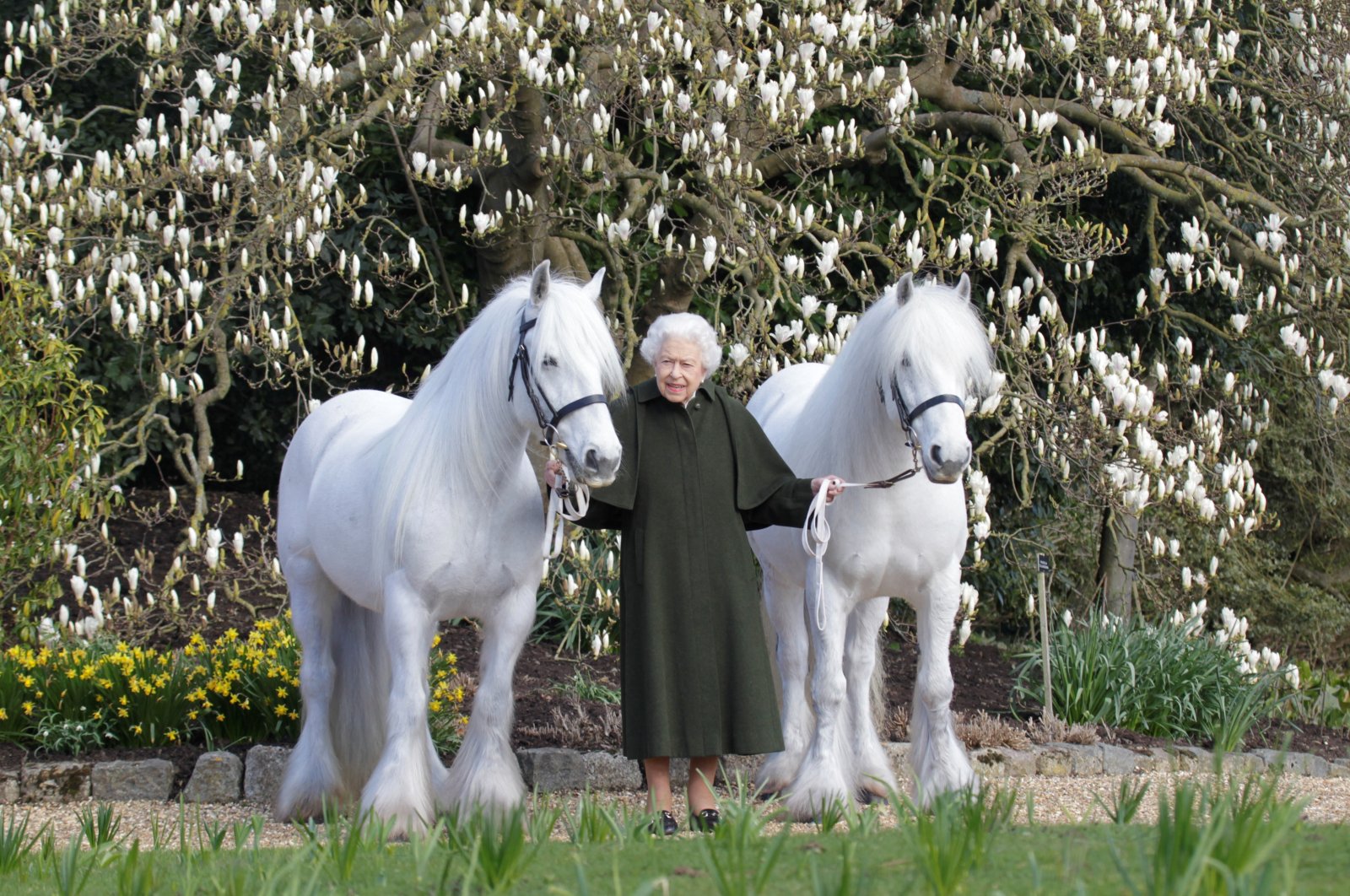 British Queen Elizabeth II holds her Fell ponies, Bybeck Nightingale (R) and Bybeck Katie, London, U.K, April 20, 2022. (Reuters Photo)