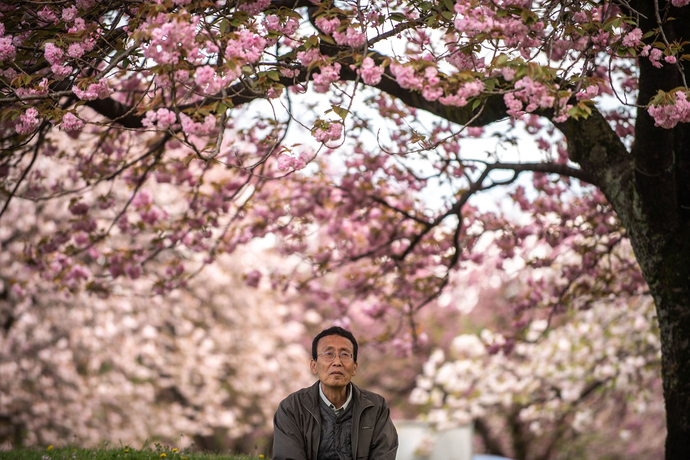 Hideaki Tanaka, directeur de la Flower Association of Japan, posant pour une photo sous des cerisiers en fleurs dans une ferme de Yuki, dans le nord-est de la préfecture d'Ibaraki, au Japon, le 16 avril 2022. (Photo AFP)