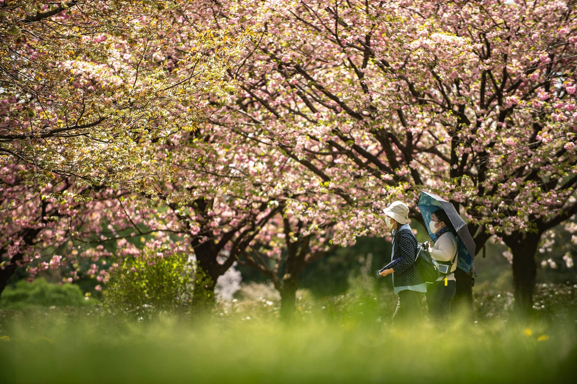 Un visiteur marche sous des cerisiers en fleurs dans une ferme de la Flower Association of Japan à Yuki, dans le nord-est de la préfecture d'Ibaraki, au Japon, le 16 avril 2022. (Photo AFP)