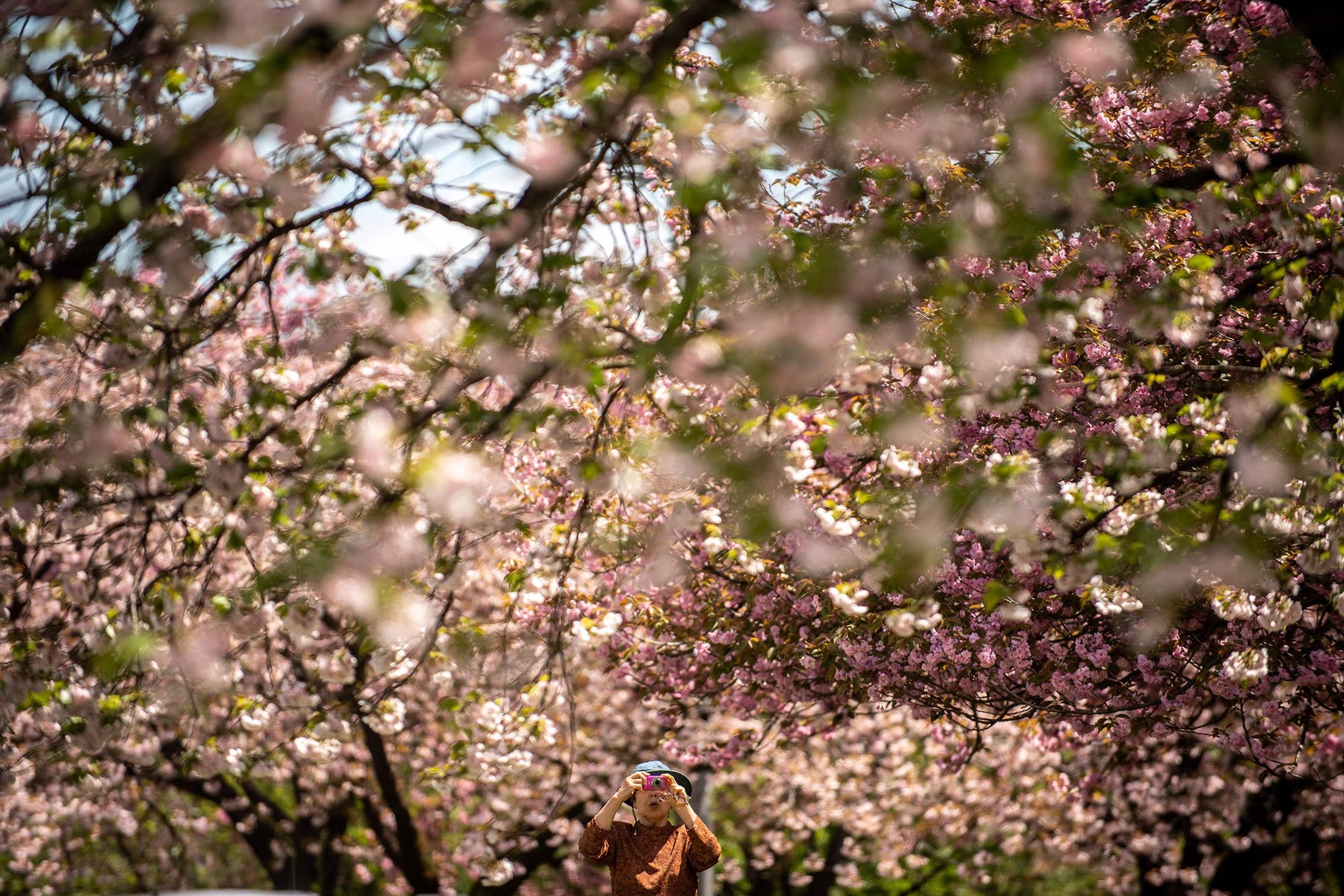 Un visiteur prend des photos de cerisiers en fleurs dans une ferme de la Flower Association of Japan à Yuki, dans le nord-est de la préfecture d'Ibaraki, au Japon, le 16 avril 2022. (Photo AFP)