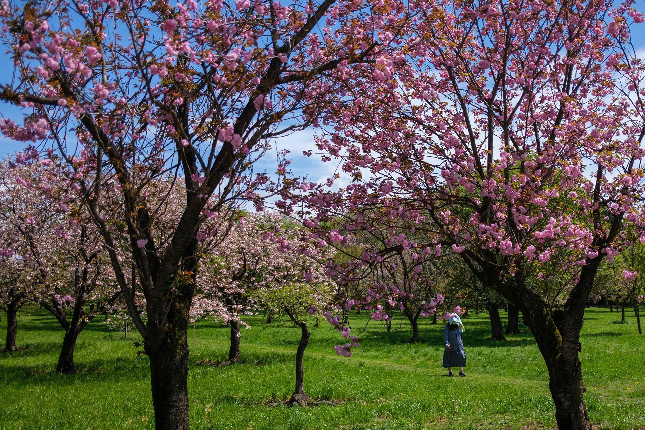 Cerisiers en fleurs dans une ferme de la Flower Association of Japan à Yuki, dans le nord-est de la préfecture d'Ibaraki, au Japon, le 16 avril 2022 .  (Photo AFP)