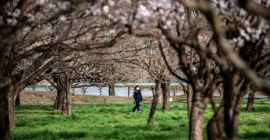 Cherry trees before blooming at a farm of the Flower Association of Japan in Yuki, northeastern Ibaraki prefecture, Japan, March 20, 2022. (AFP Photo)