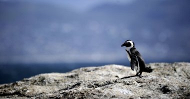 An African penguin is pictured in Simon&#039;s Town near Cape Town, South Africa, March 16, 2011. (AFP Photo)