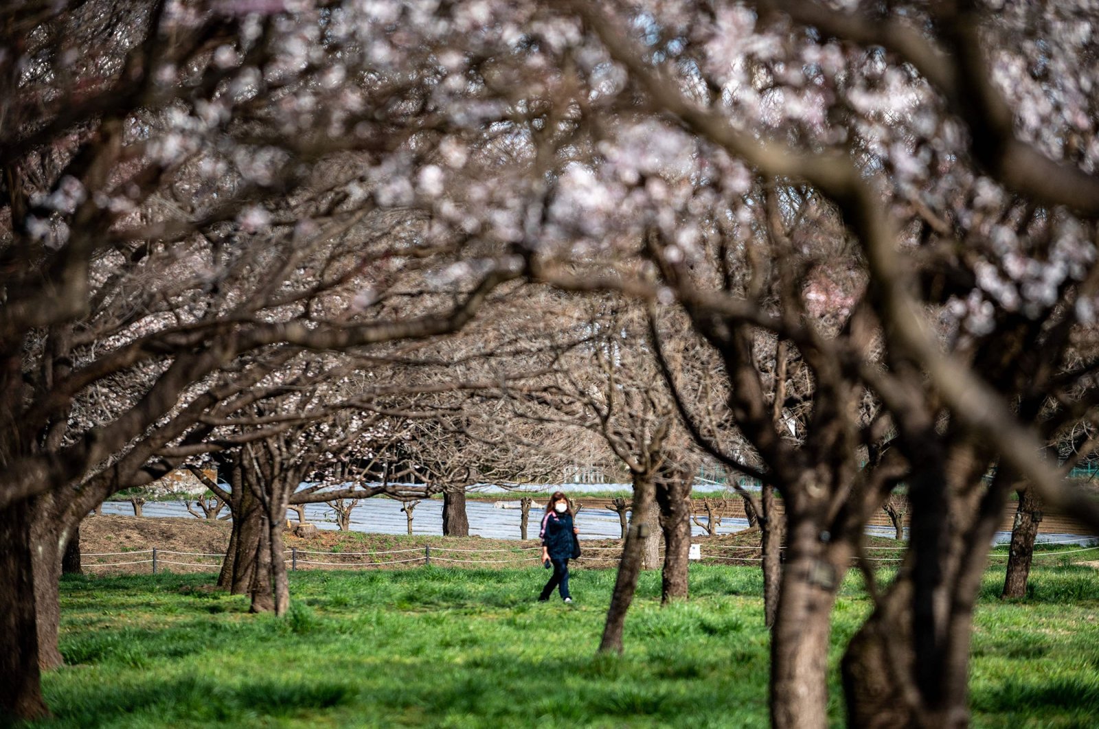 Cherry trees before blooming at a farm of the Flower Association of Japan in Yuki, northeastern Ibaraki prefecture, Japan, March 20, 2022. (AFP Photo)