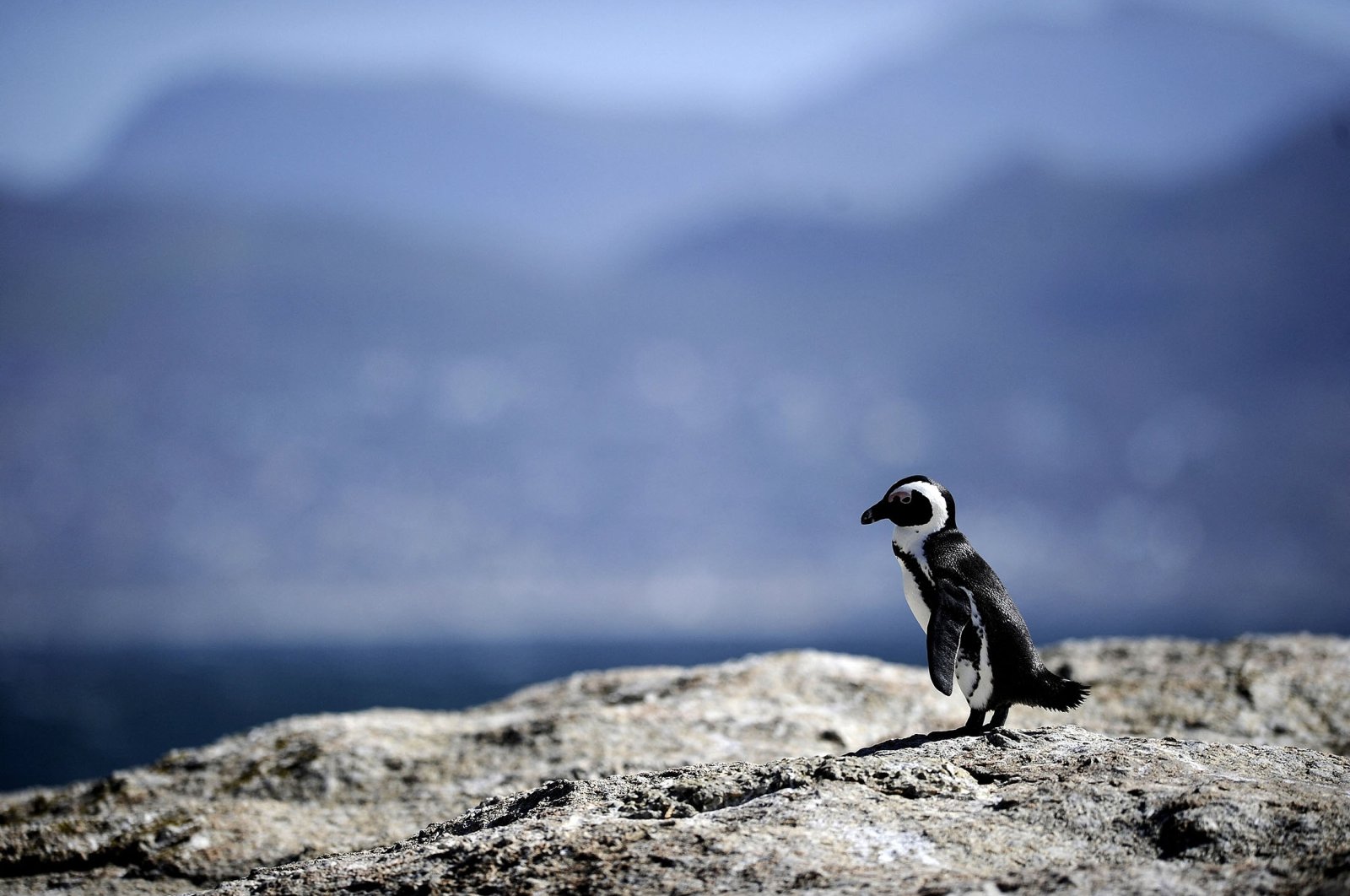 An African penguin is pictured in Simon&#039;s Town near Cape Town, South Africa, March 16, 2011. (AFP Photo)