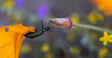 An insect climbs from a California poppy flower to one that is past bloom outside of the Antelope Valley California Poppy Reserve, near Lancaster, California, U.S., April 2, 2022. (AFP Photo)