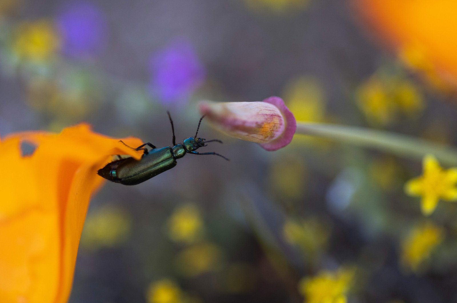 An insect climbs from a California poppy flower to one that is past bloom outside of the Antelope Valley California Poppy Reserve, near Lancaster, California, U.S., April 2, 2022. (AFP Photo)