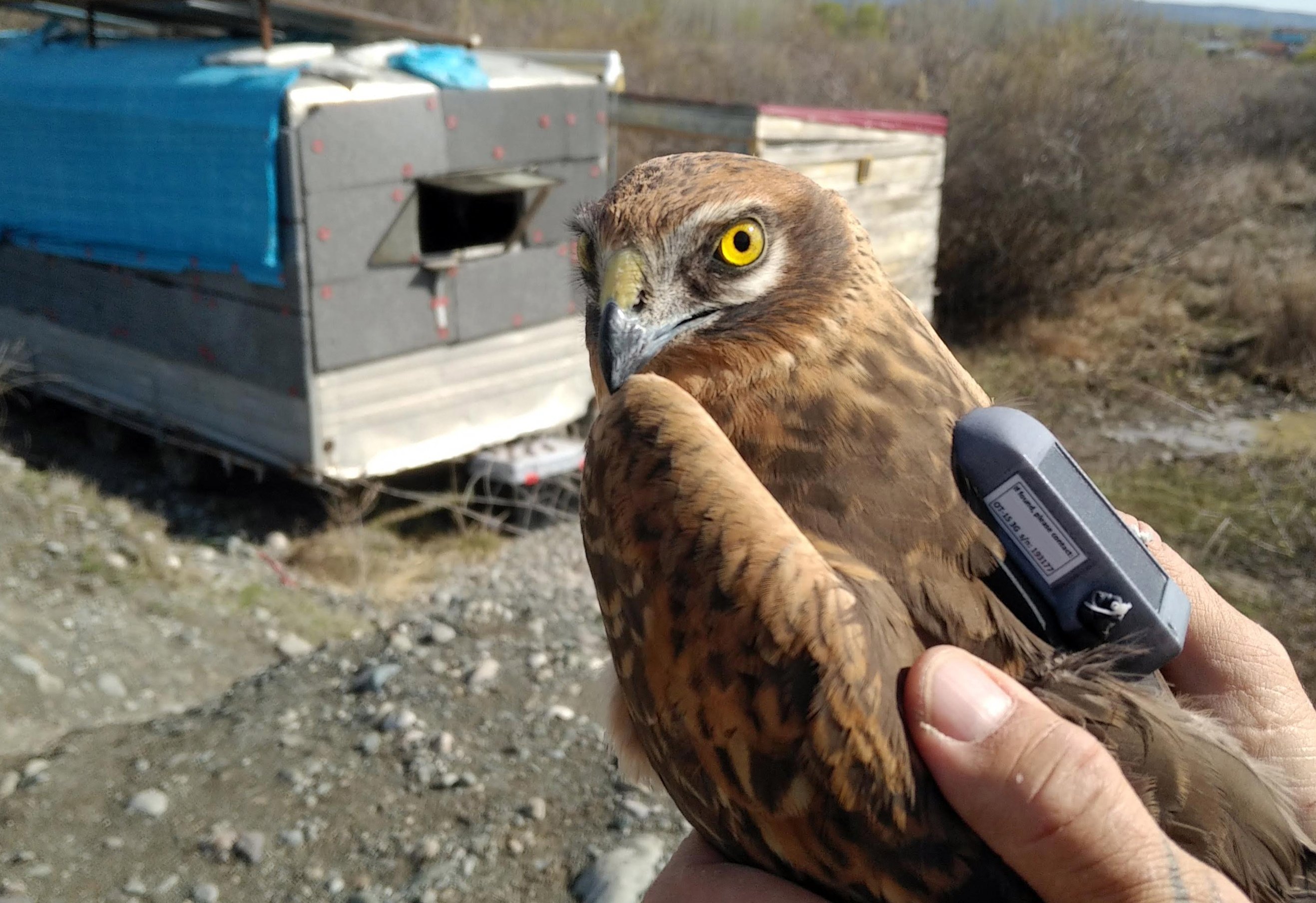 Bird's amazing journey takes it from Turkey to world over