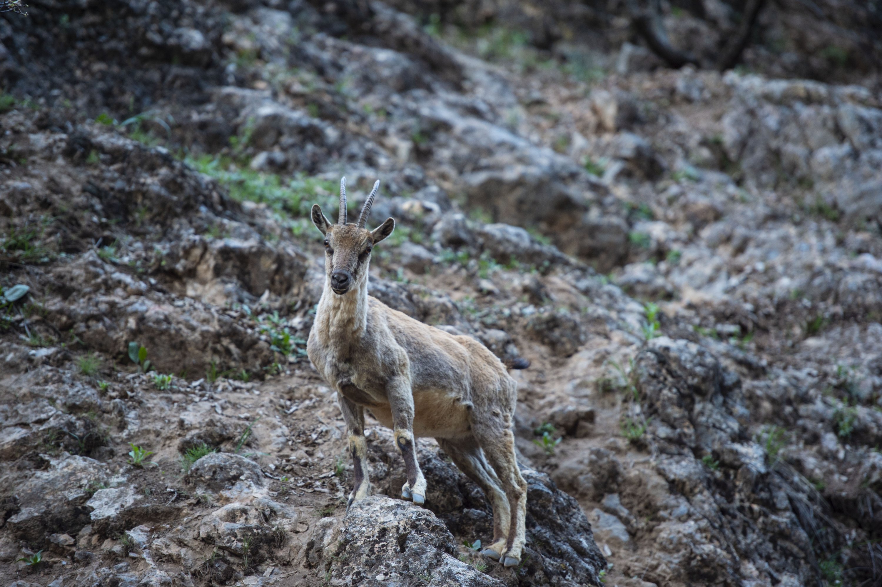 Wild goats thrive with fight against illegal hunting in Turkey 